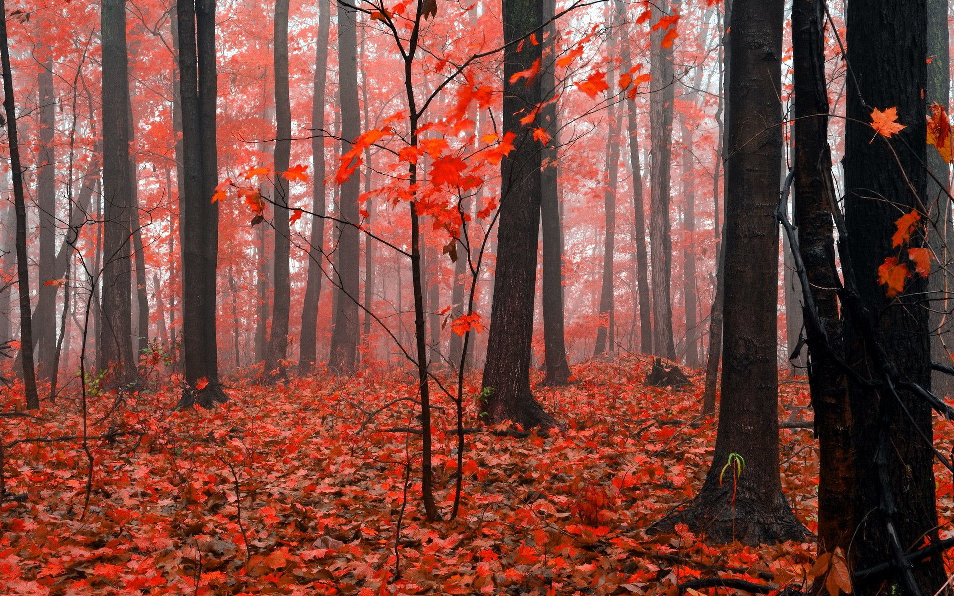 forêt automne nature