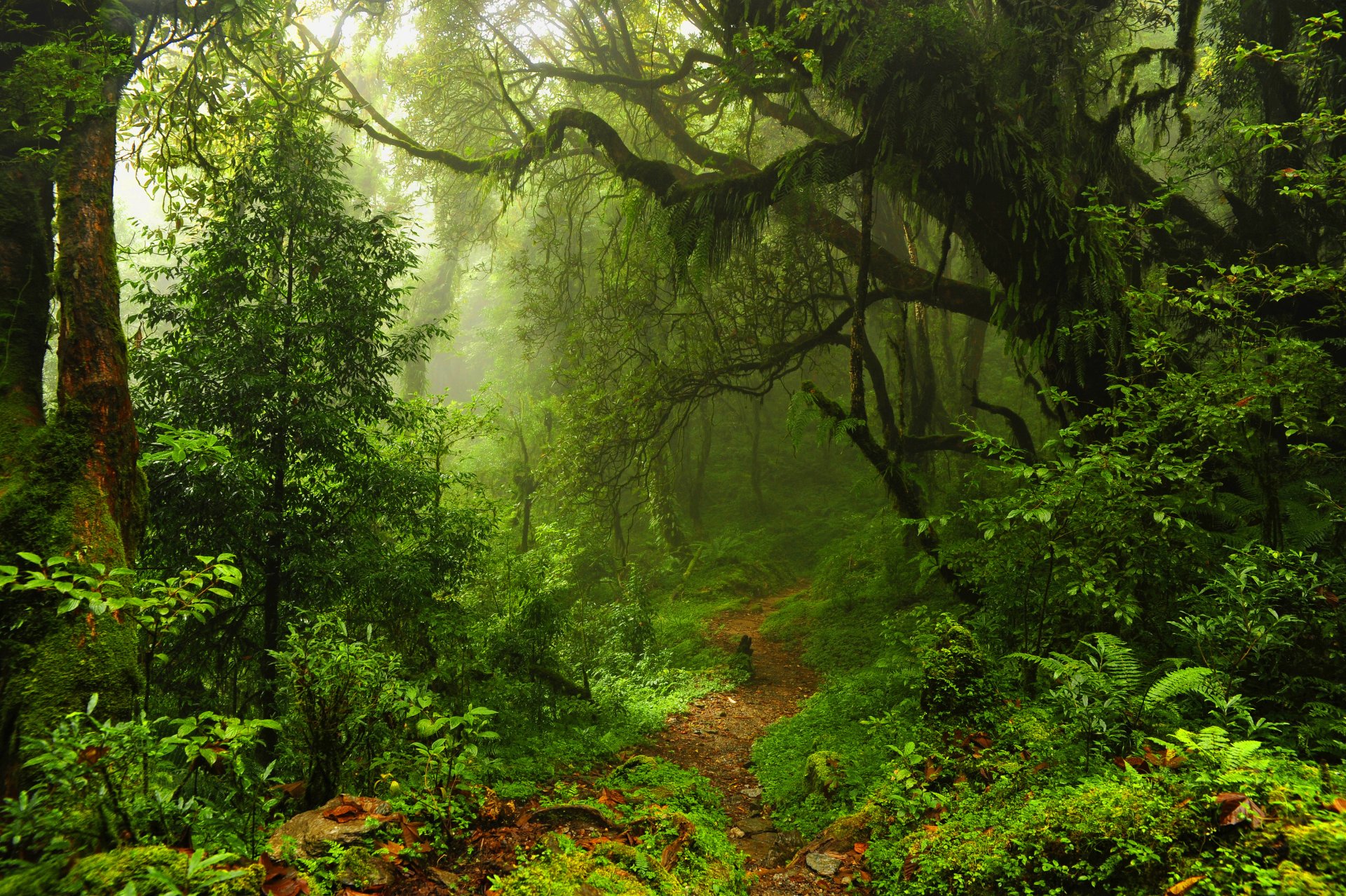 foresta boschetti boschetto giungla alberi foglie sentiero