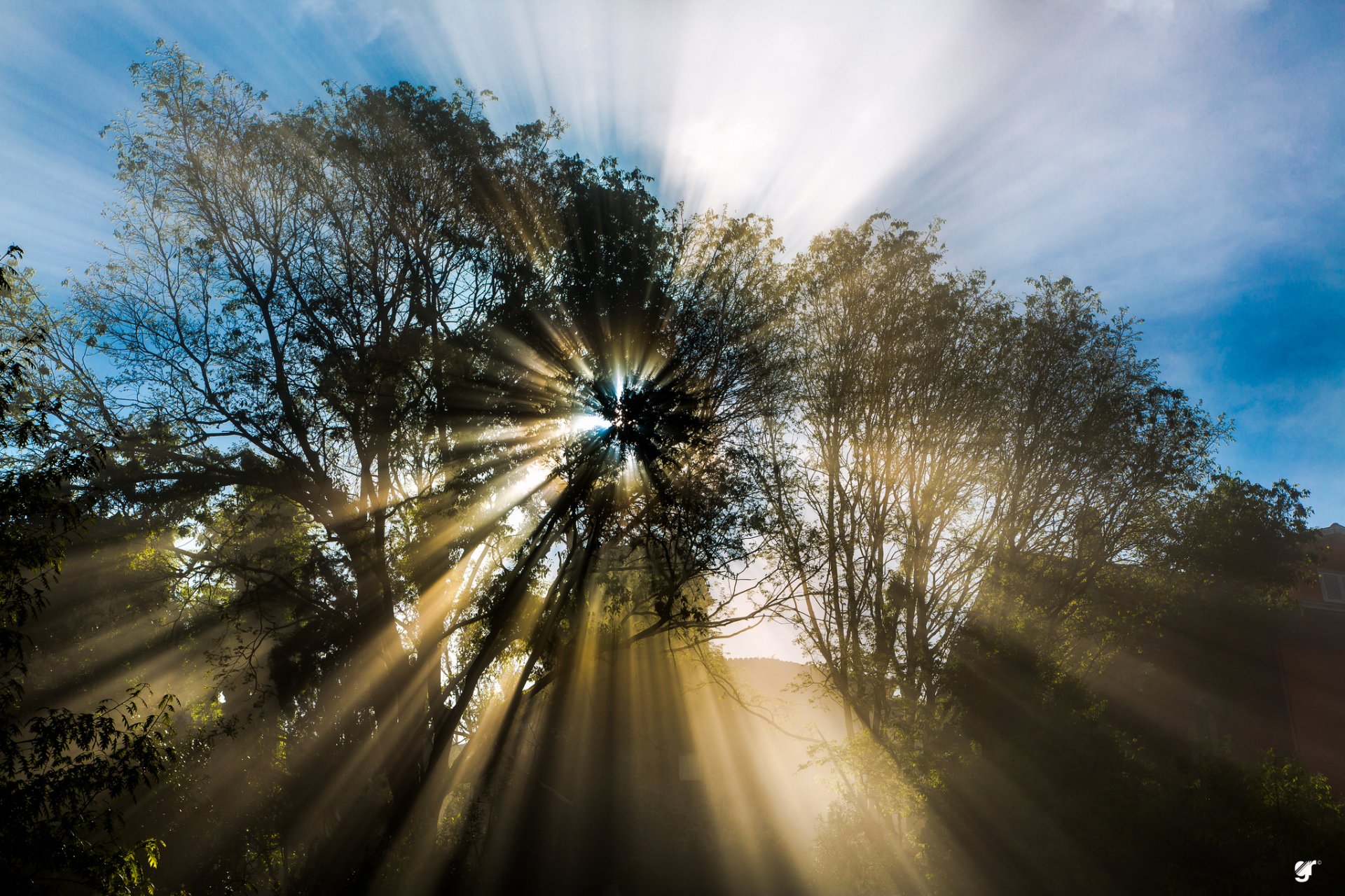 nature spring april tree sun rays by © graziano rinna