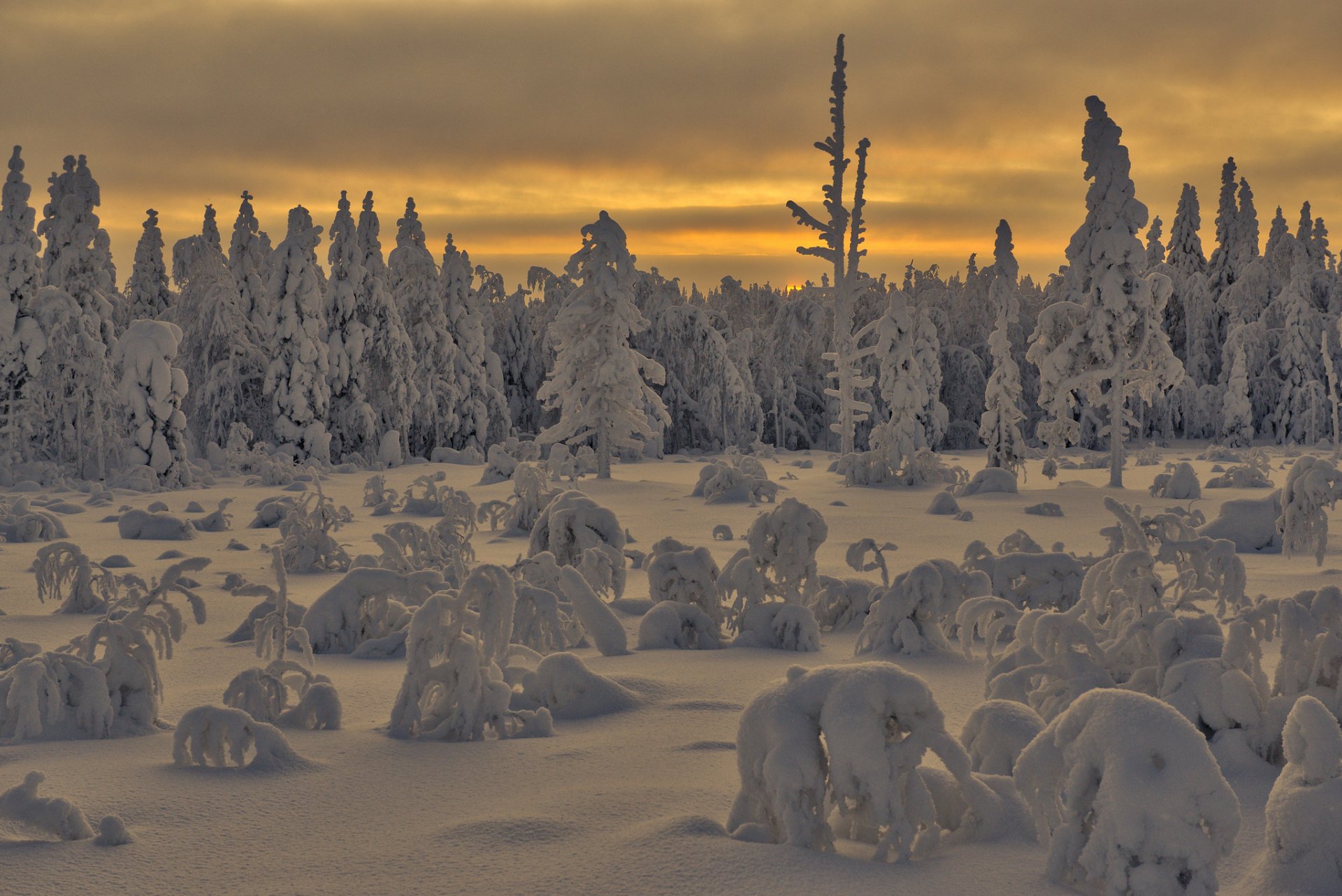 forest snow winter morning