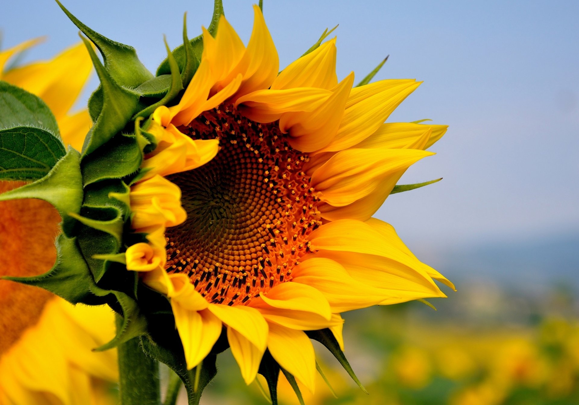 tournesol fleur jaune champ été nature