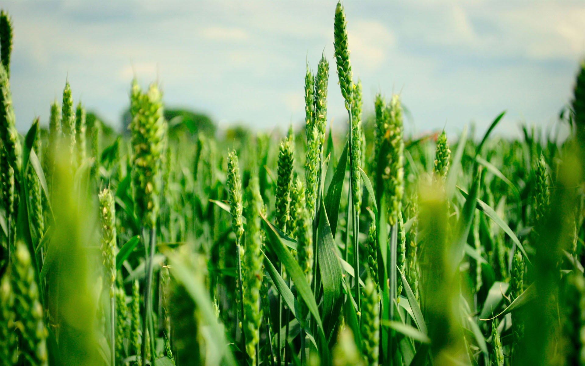 the field summer wheat ears green