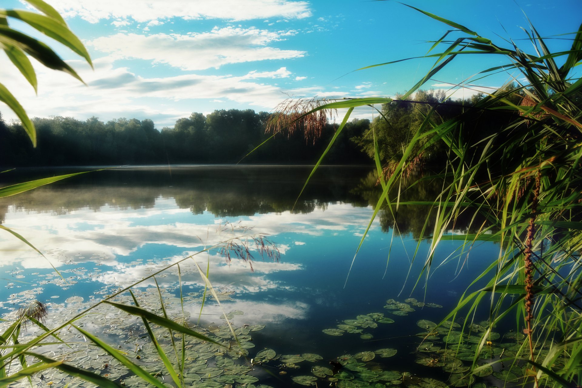 foresta lago giunco riflessione