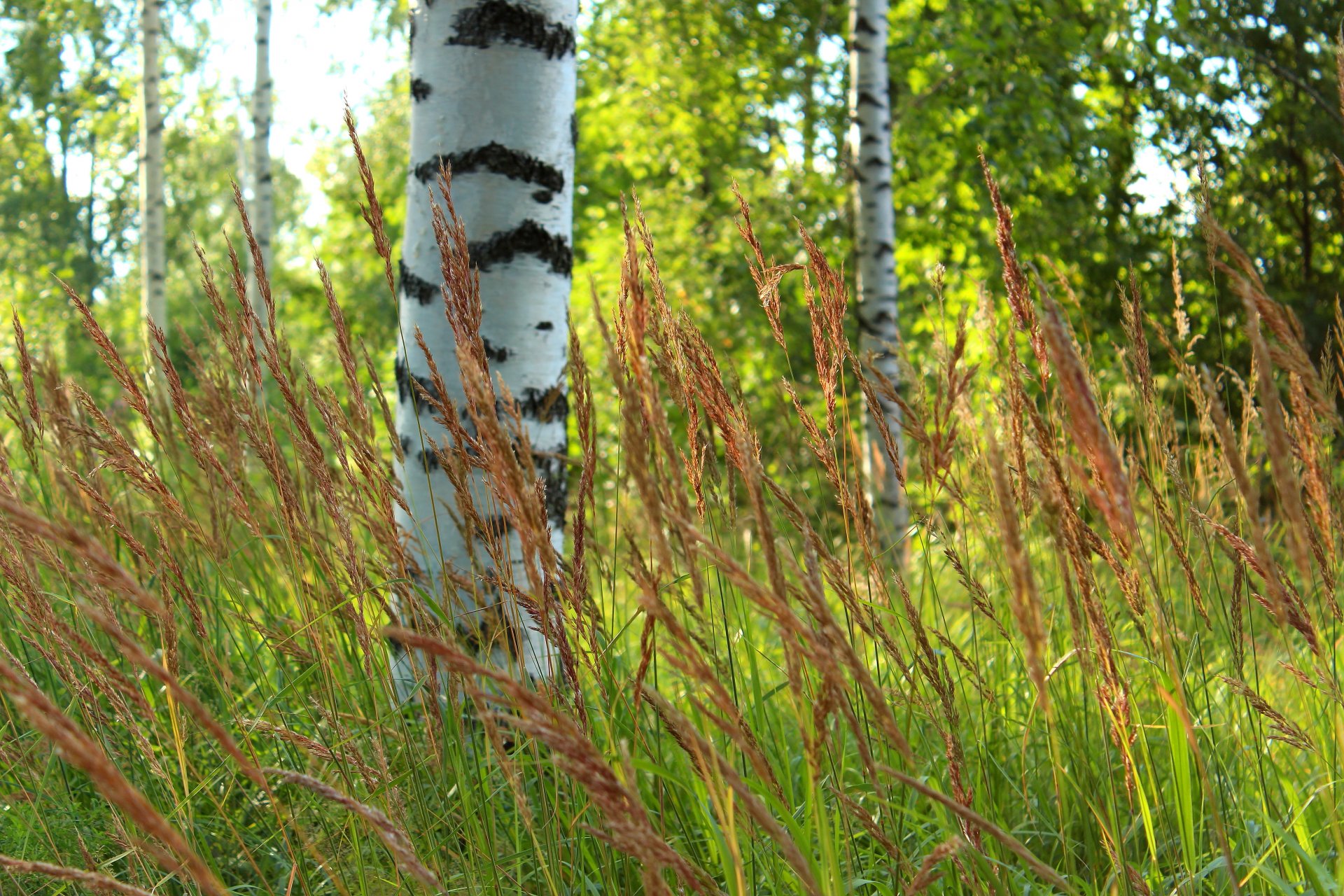 foresta alberi betulle erba sfocatura