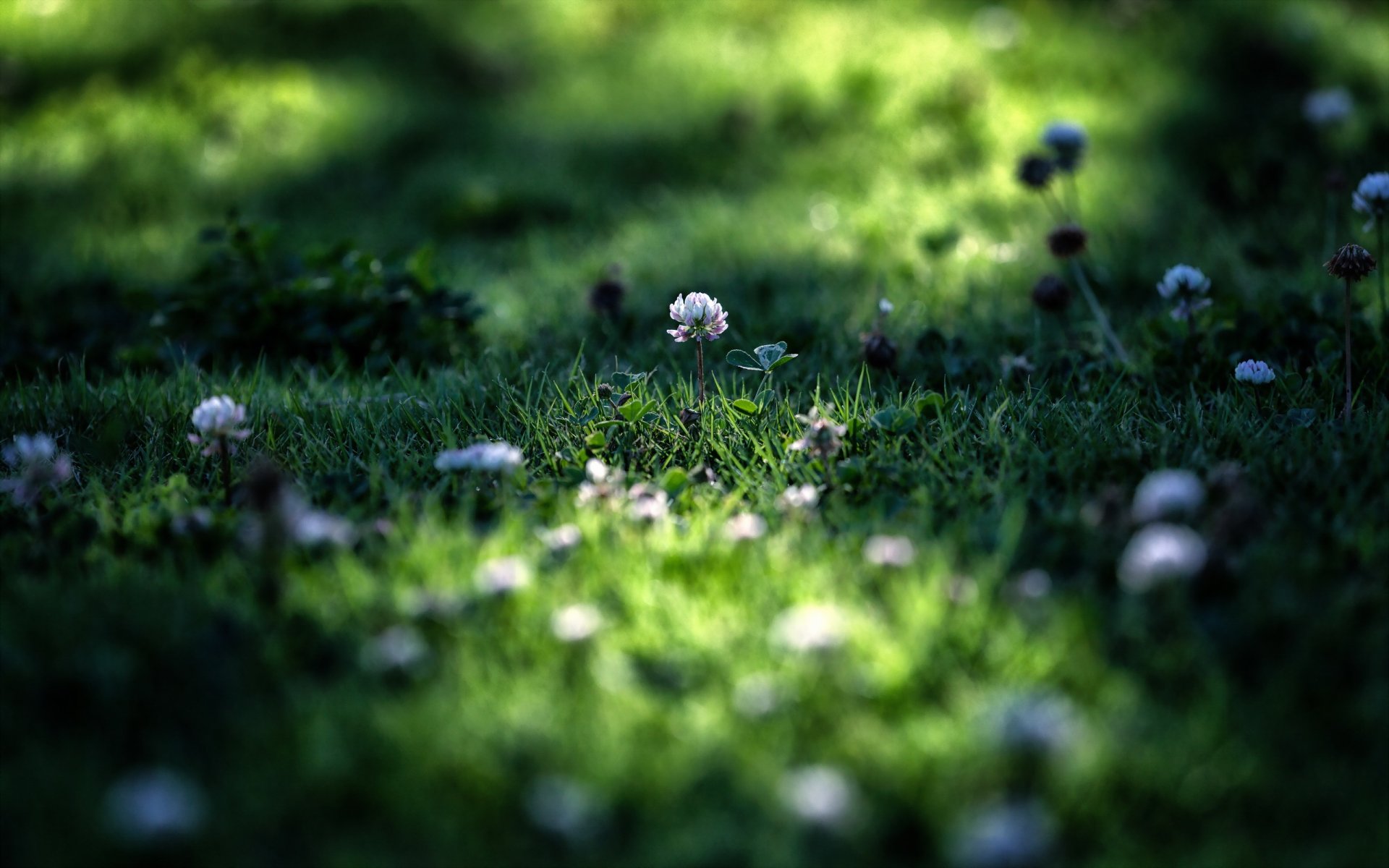 grass nature summer