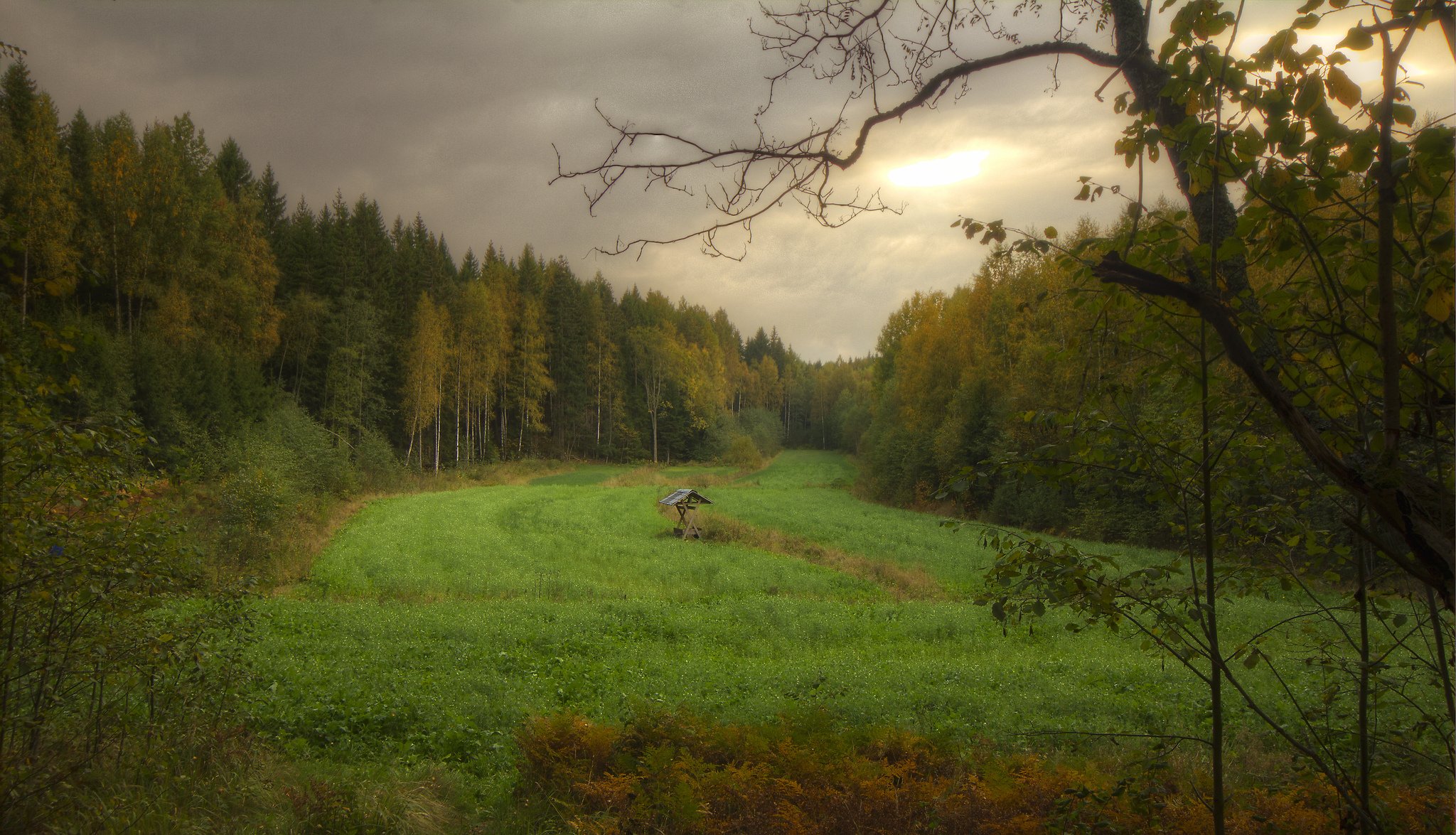 las przesieka jesień chmury