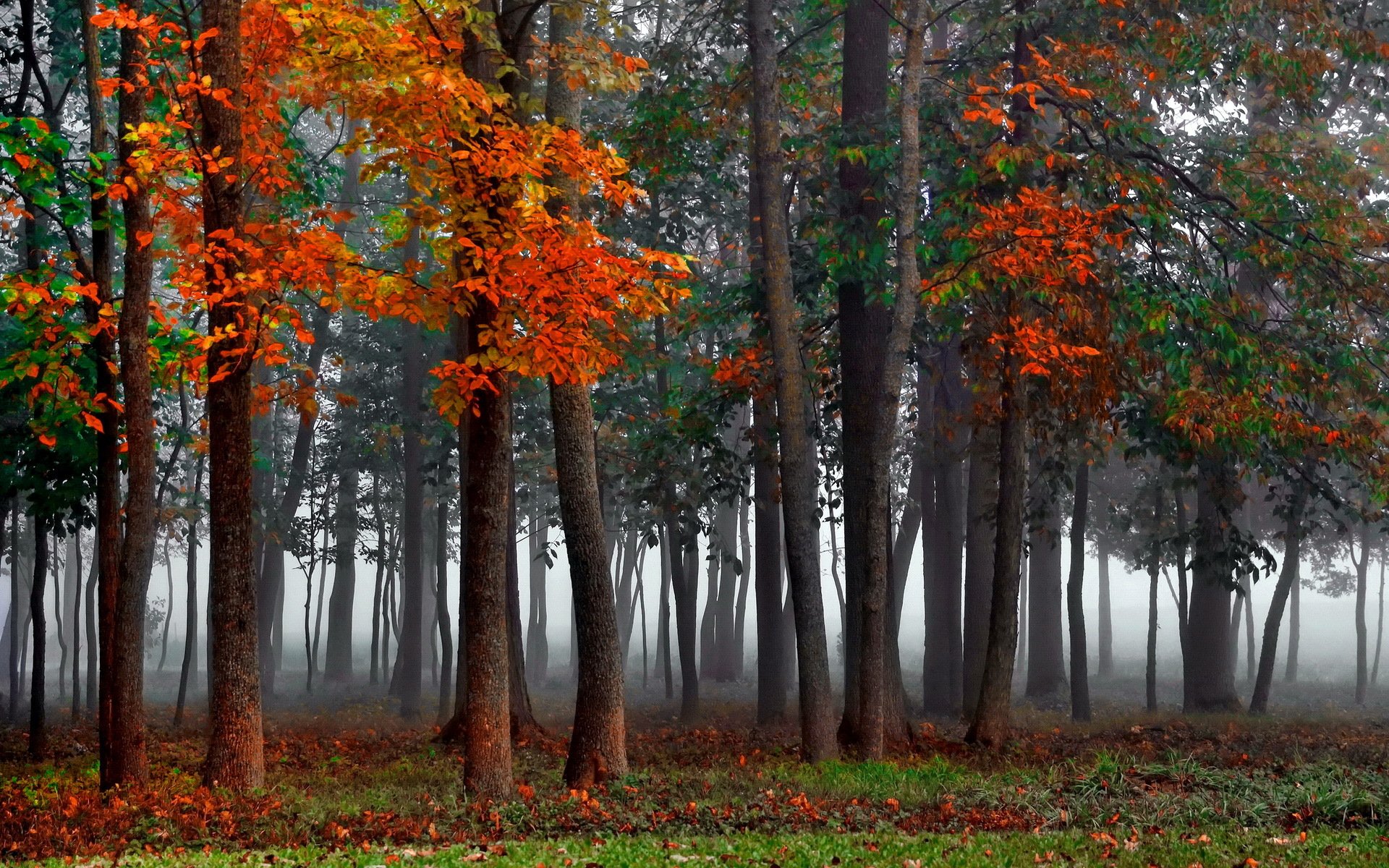 otoño bosque niebla