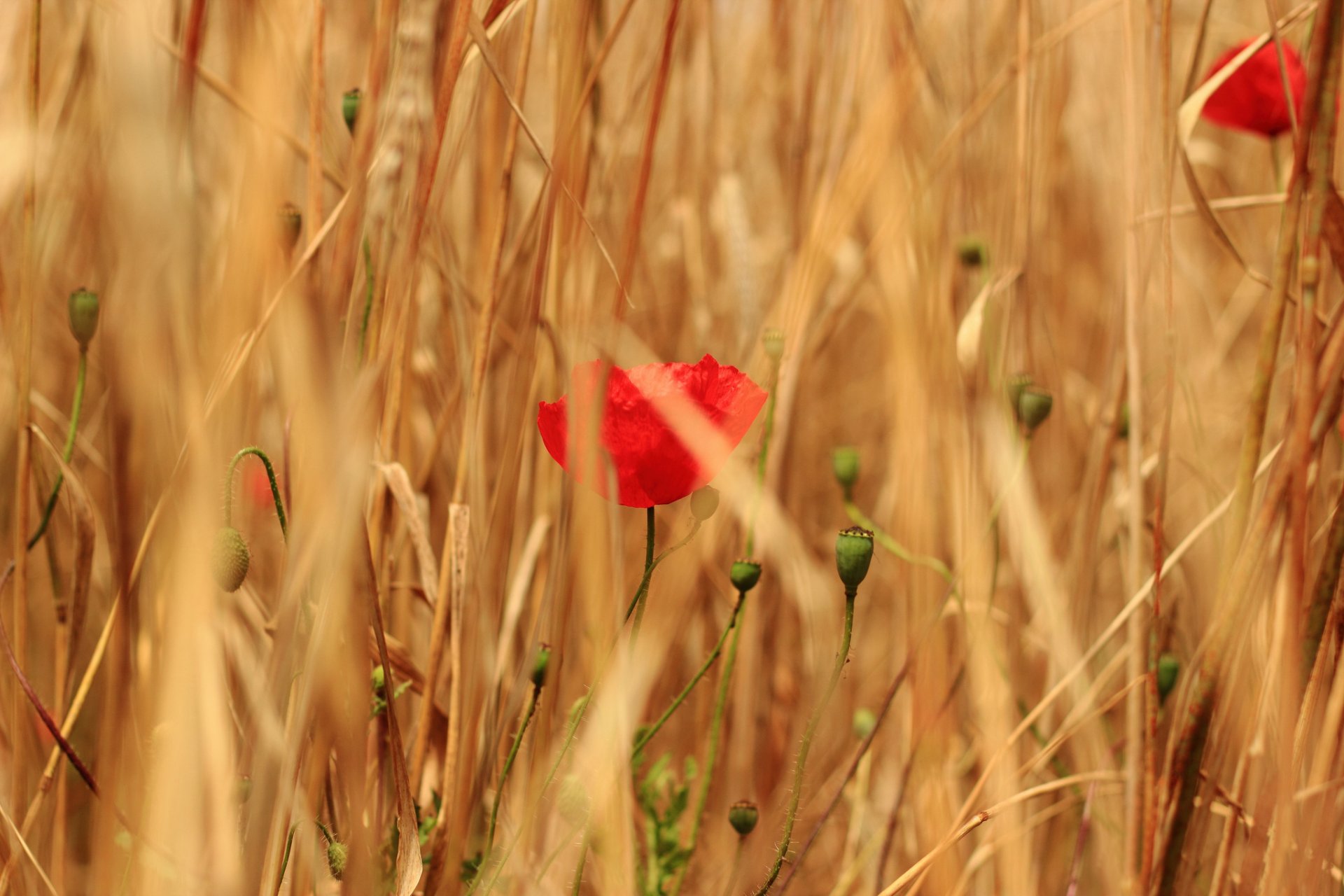 campo hierba cereales flores amapolas rojos