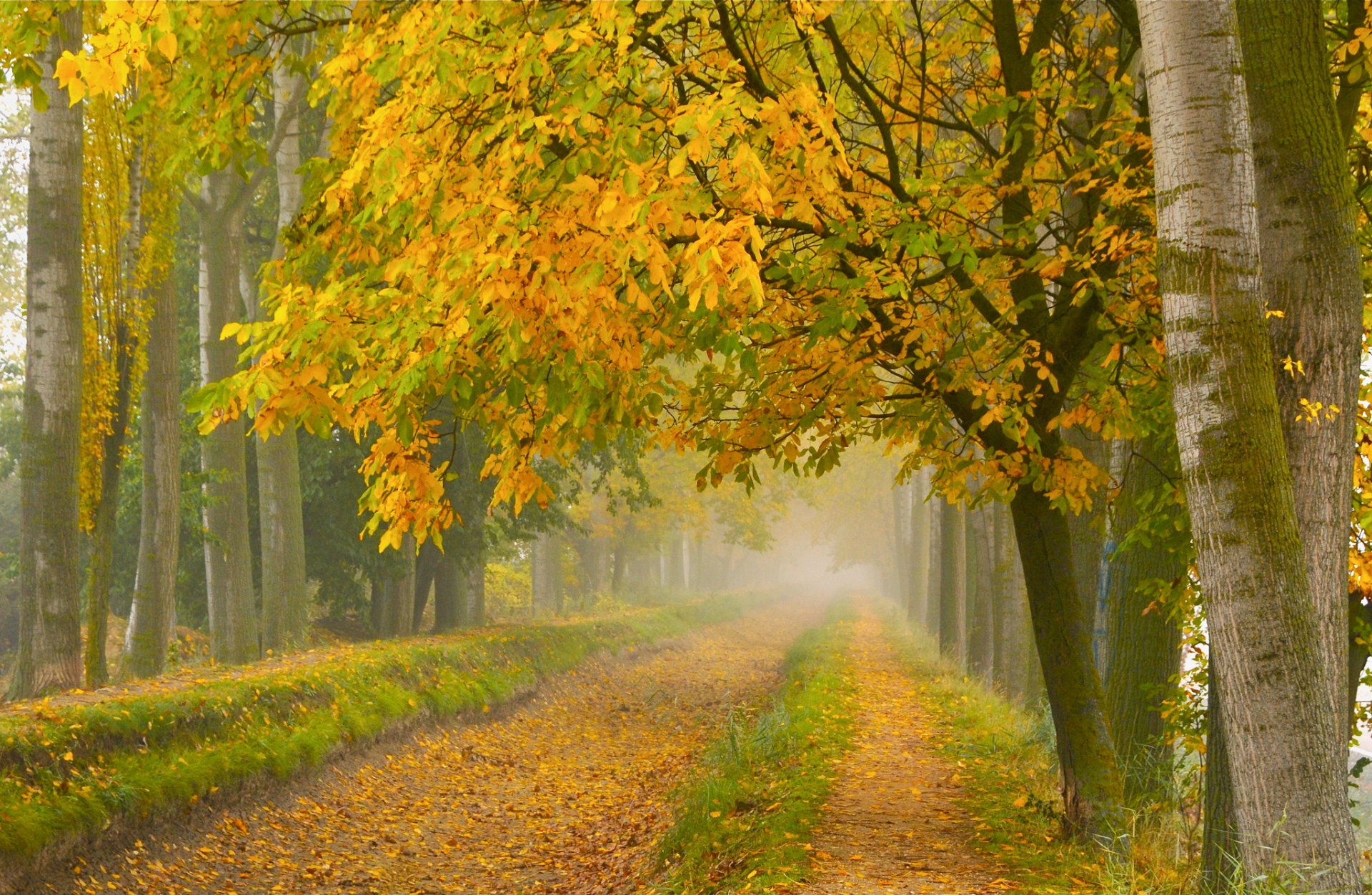 otoño parque carretera niebla