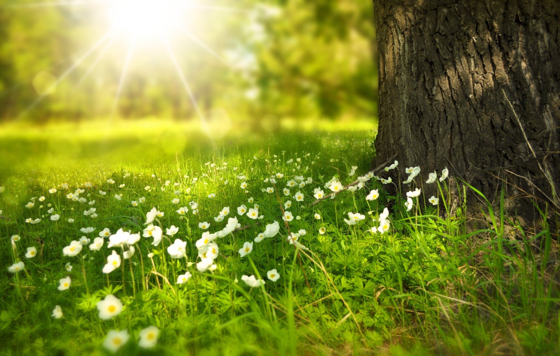 larisa koshkina field tree trunk light flower rays summer