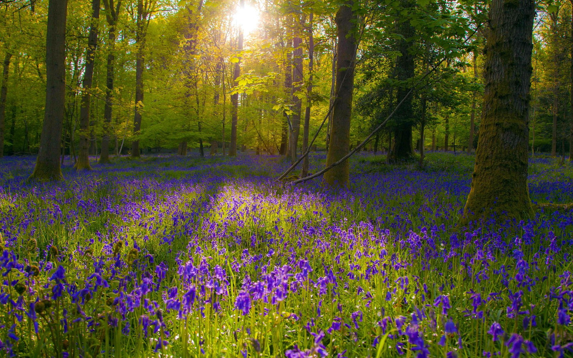 fiori natura luce