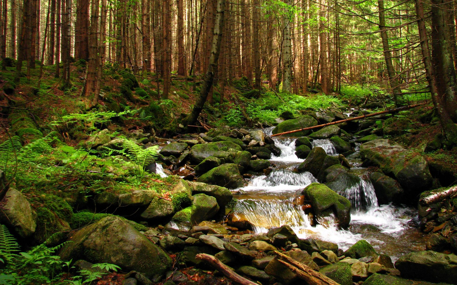 ukraine gorgany transcarpatie ruisseau forestier