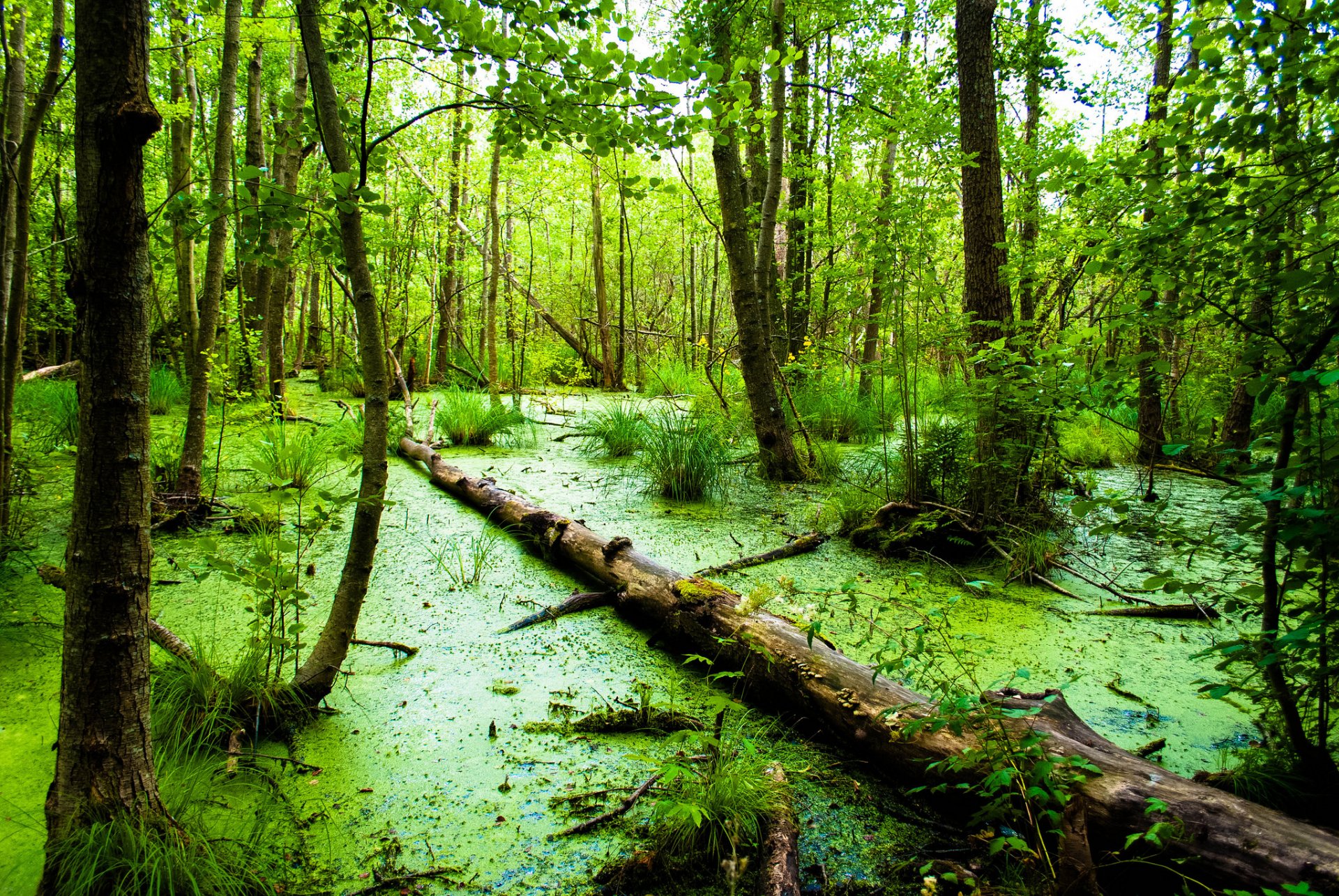 foresta palude tronco