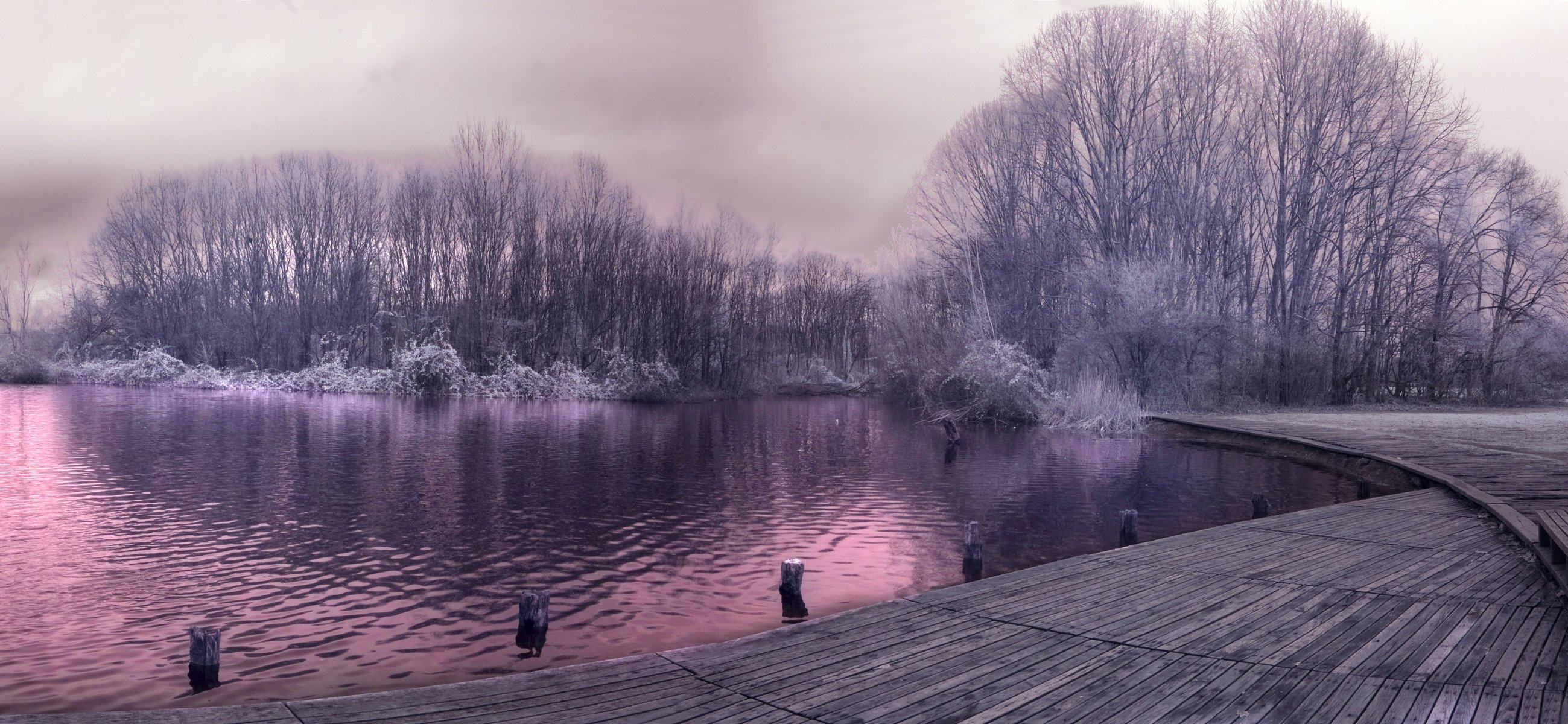 hierba escarcha árboles lago muelle