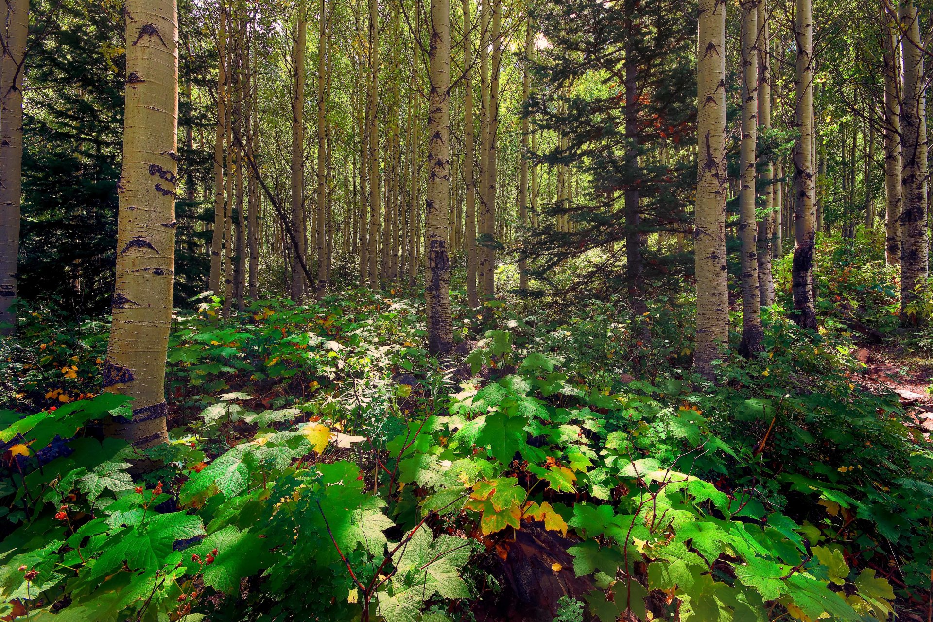 bosque árboles álamo temblón pino sol rayos luz