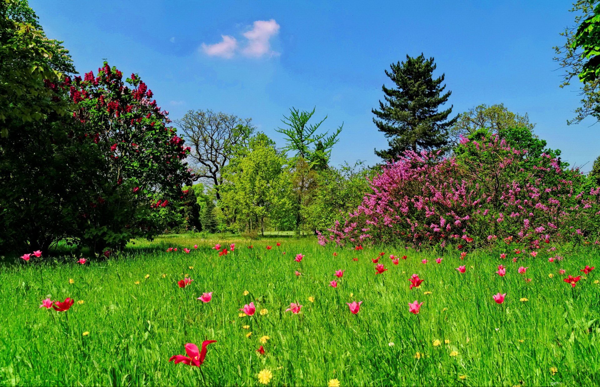 grass lawn tree flower beauty green sky