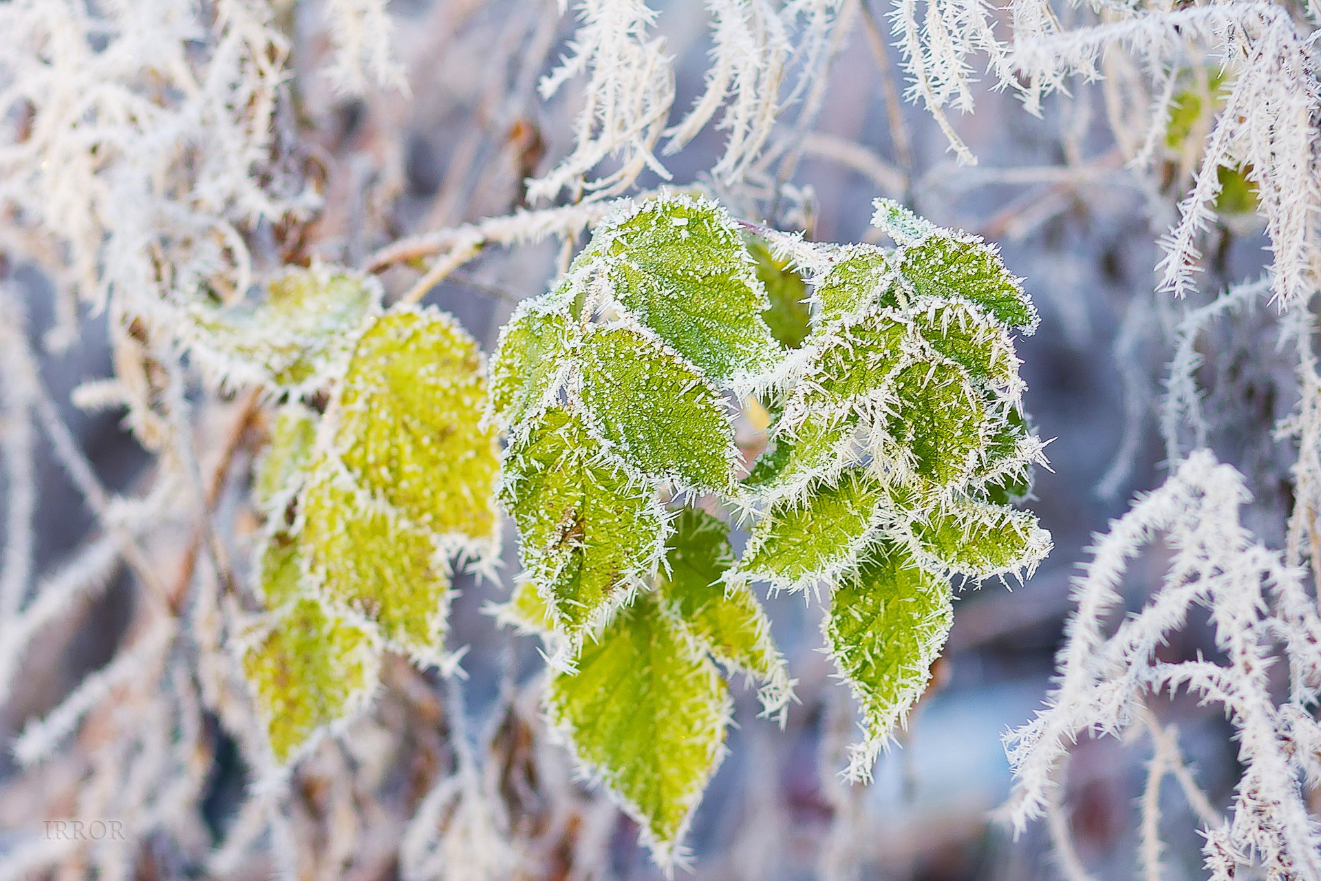 leaves frost snow branch frost