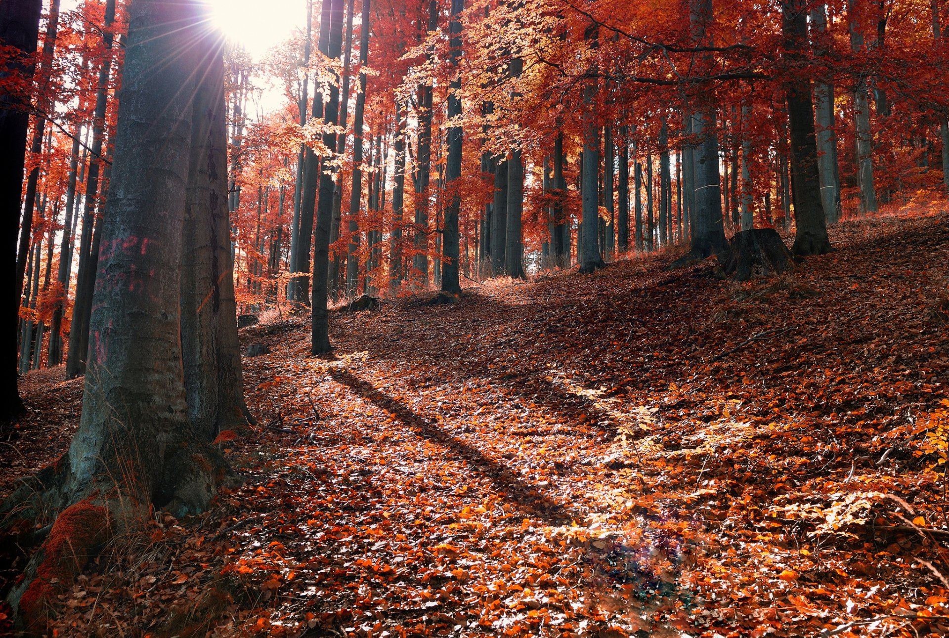 automne forêt feuilles tombé soleil rayons