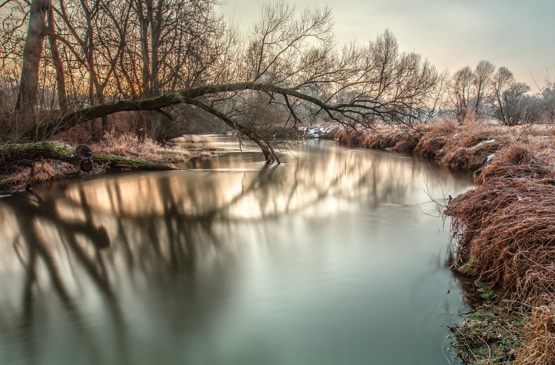 tree river snow frost morning