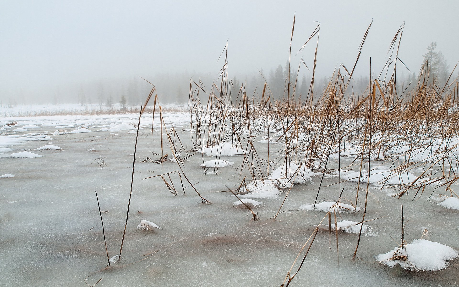 lake winter reed nature landscape