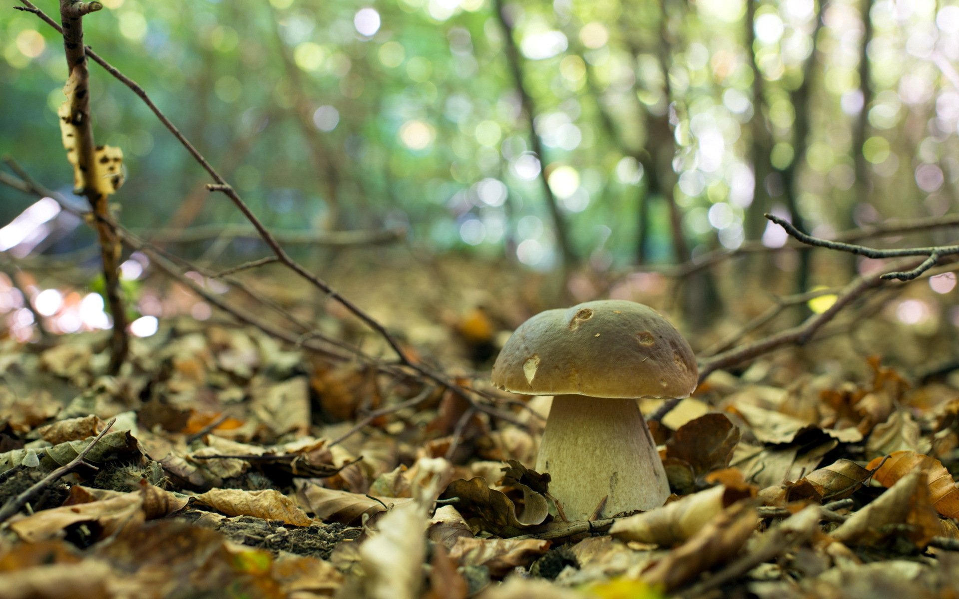 mushroom forest autumn nature