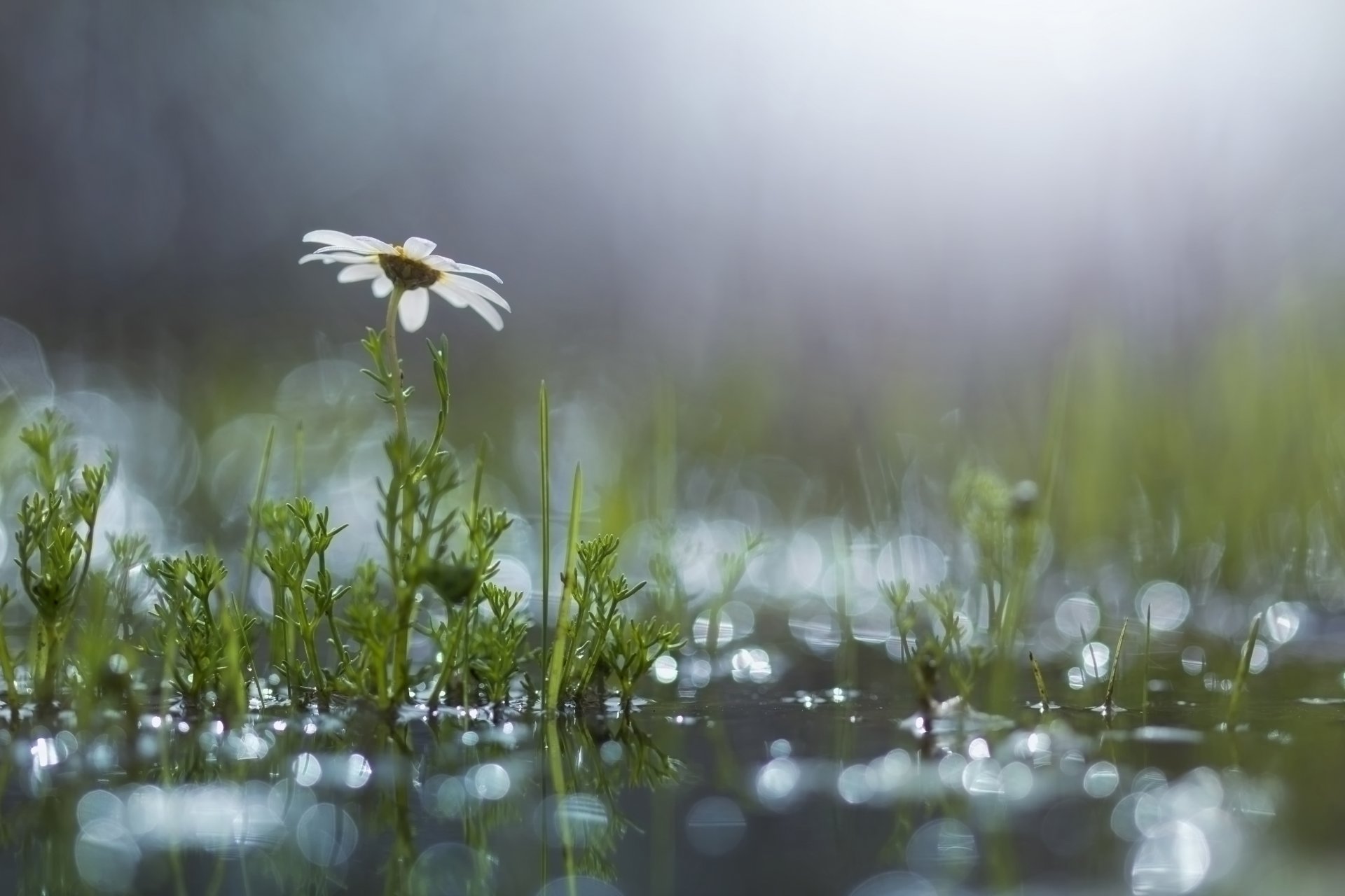 erba fiore margherita pozzanghera bagliore dopo la pioggia