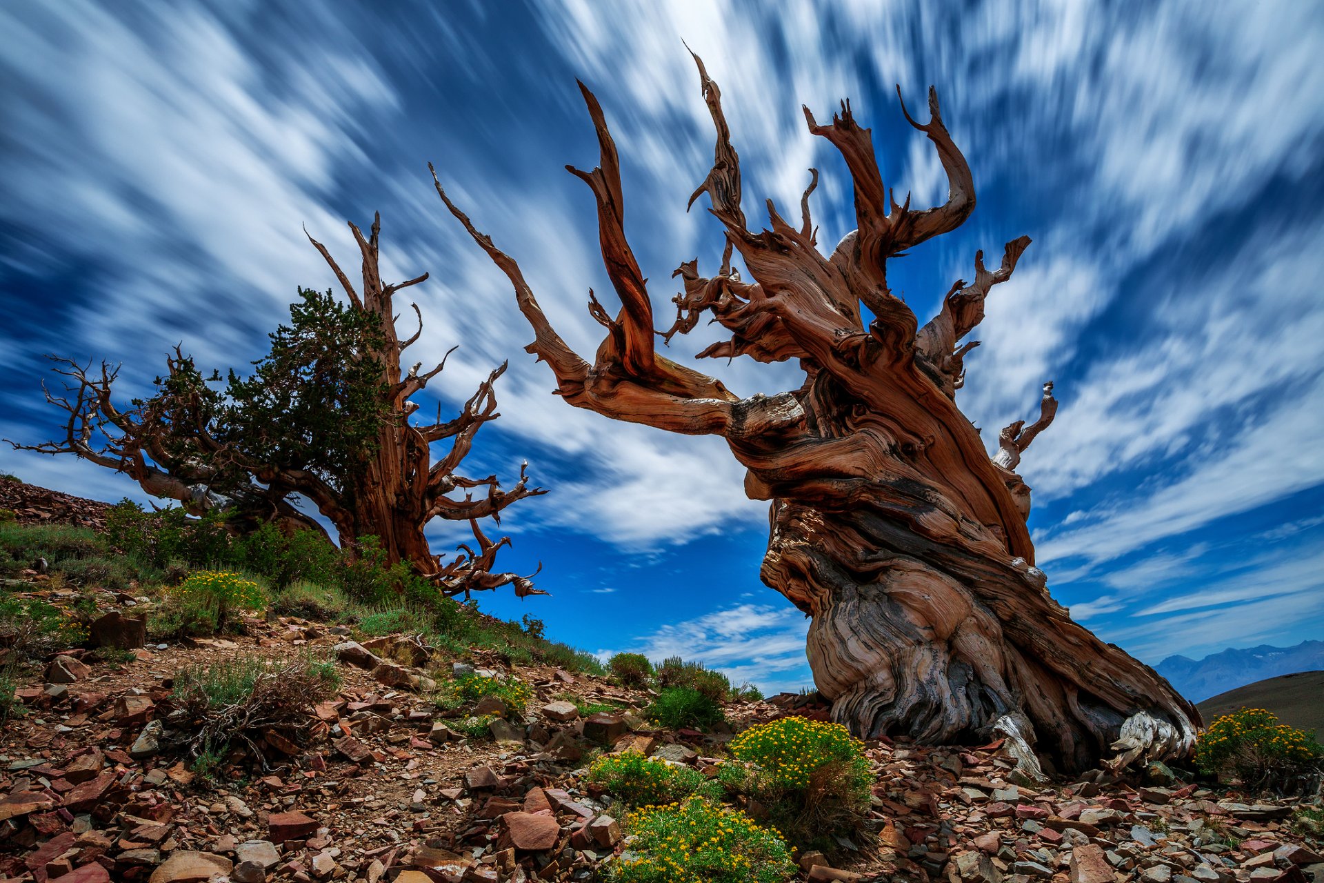 natur usa kalifornien alte bristlecone kiefernwald baum felsen blumen himmel wolken auszug