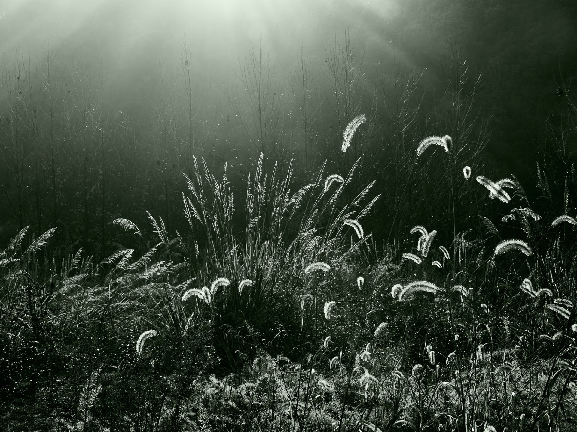 herbe forêt éclairage