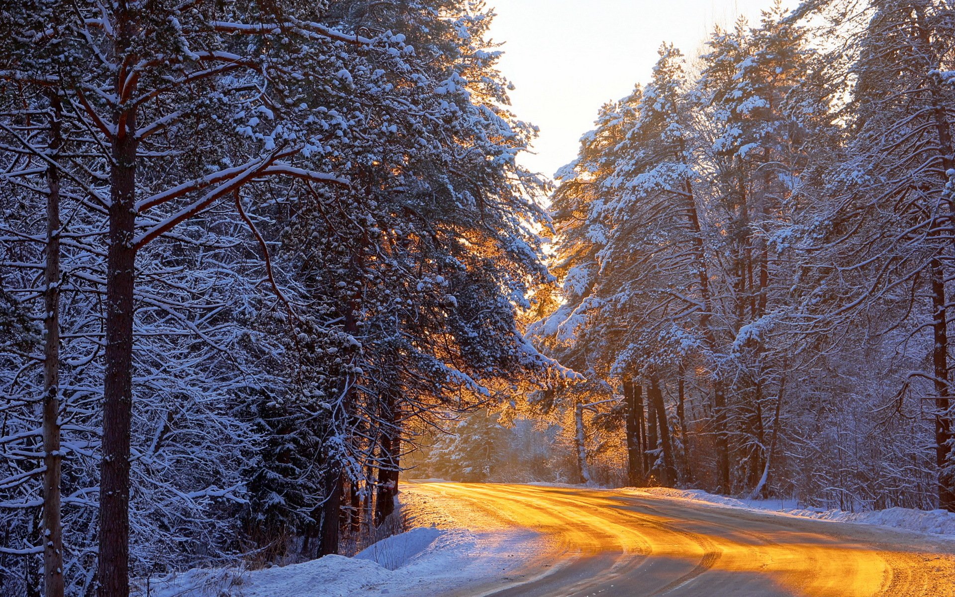 forest road spring light nature landscape