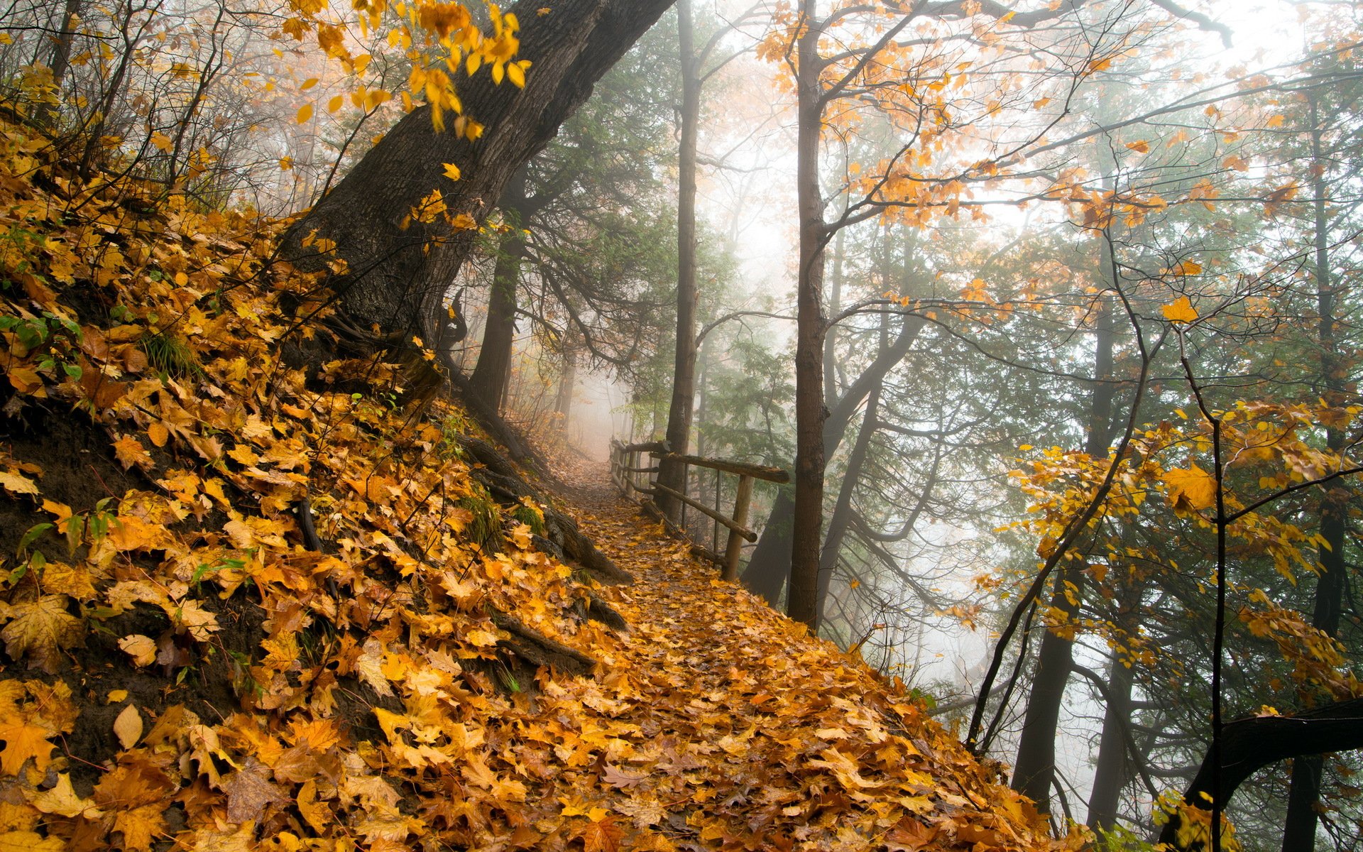 park herbst natur