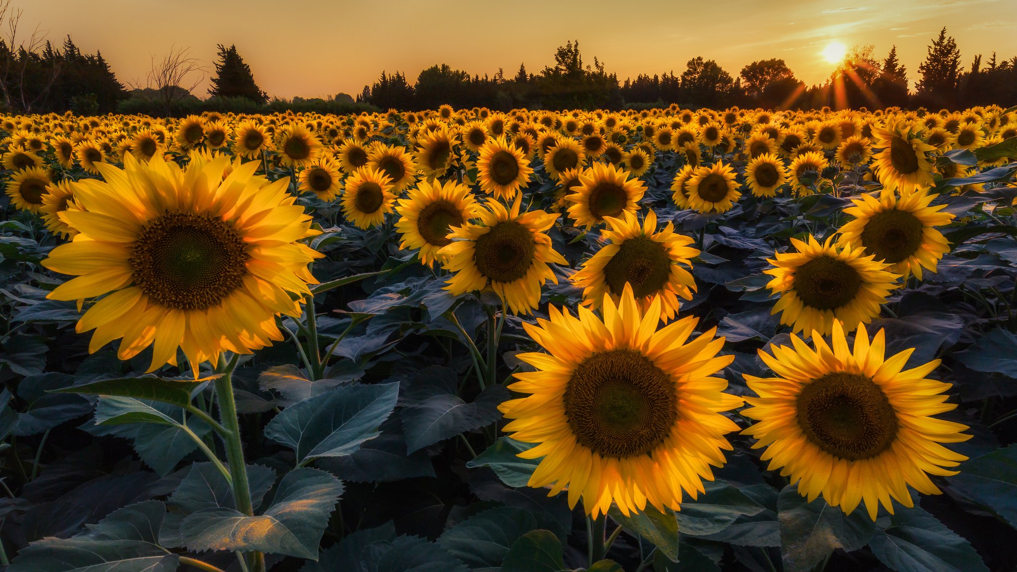 sonnenblumen blumen feld bäume sommer sonne strahlen abend