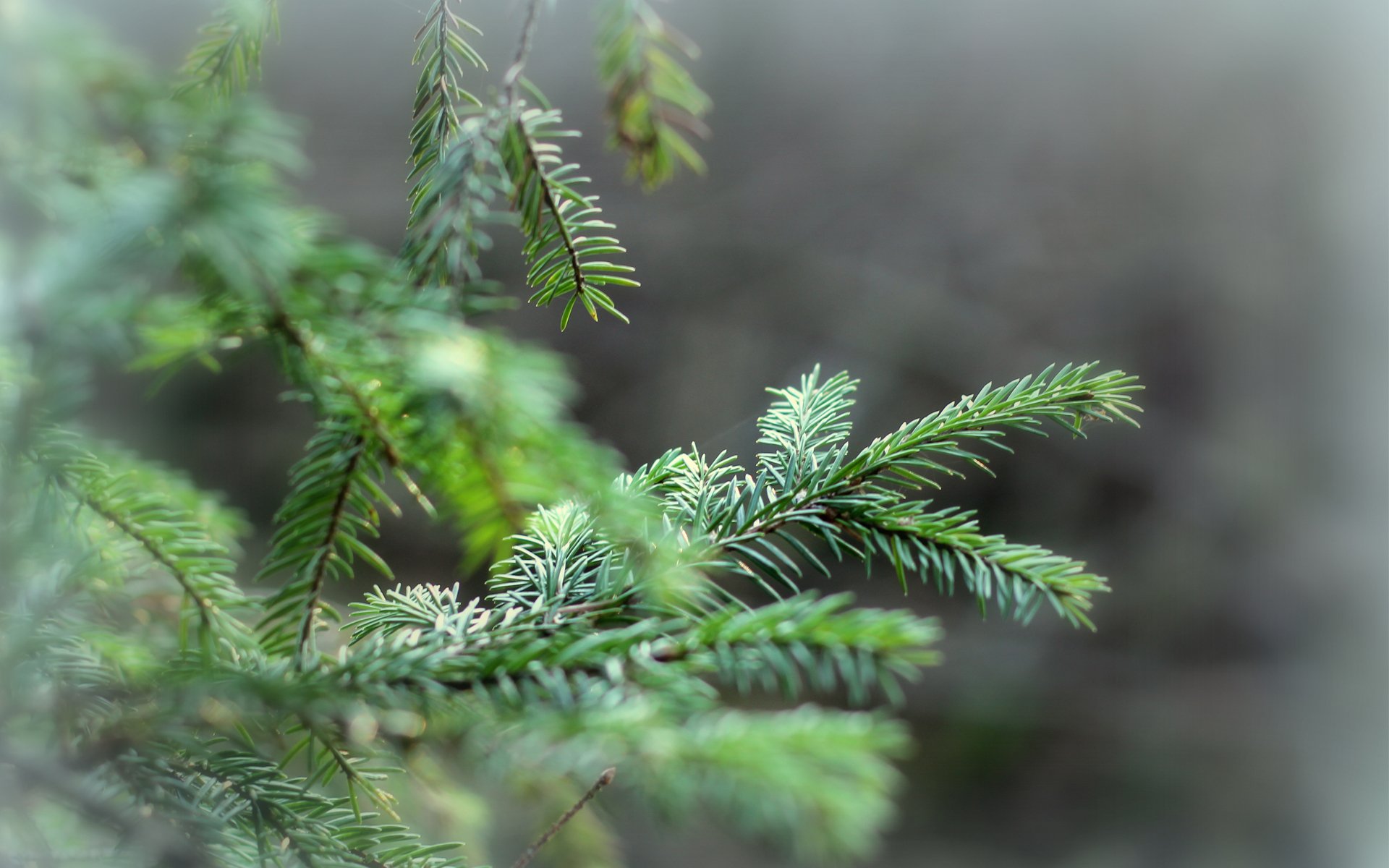 fichte zweige nadeln baum