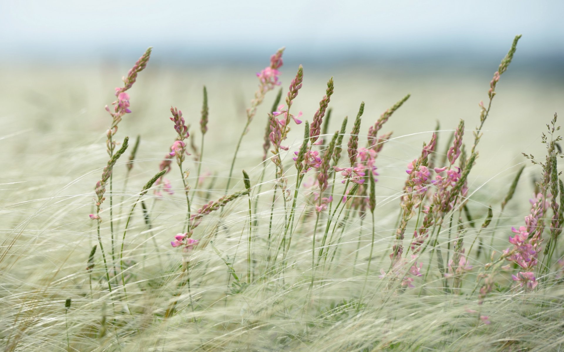 feld gras natur