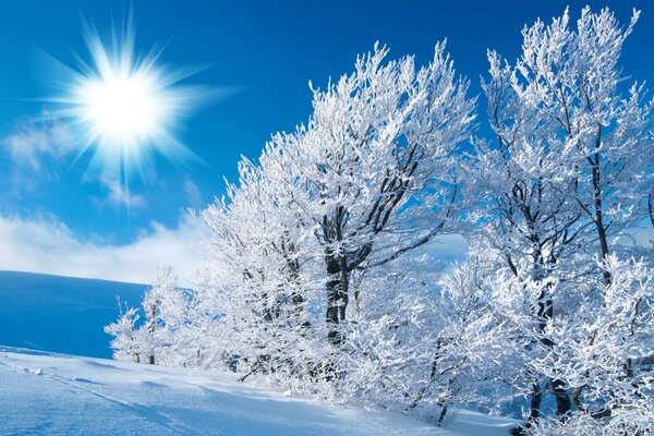 Alberi nella brina di una giornata soleggiata e gelida