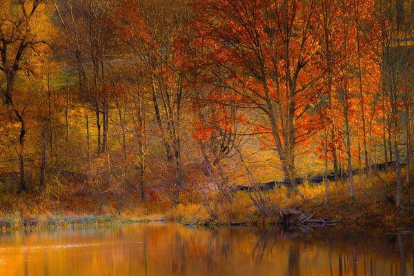 Die Kronen der goldenen Bäume über dem Teich