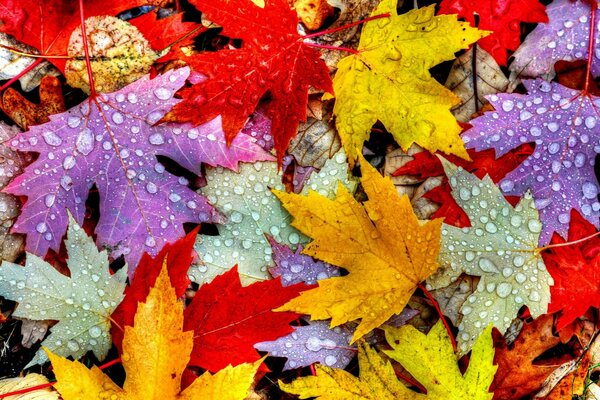 Multicolored raindrops settle like a rainbow on the leaves