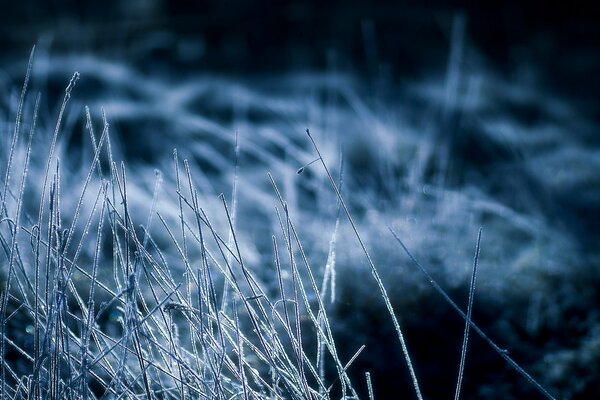 Dry grass at night in frost