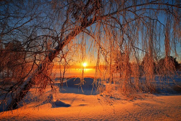 Arbre enneigé sur fond de lever de soleil