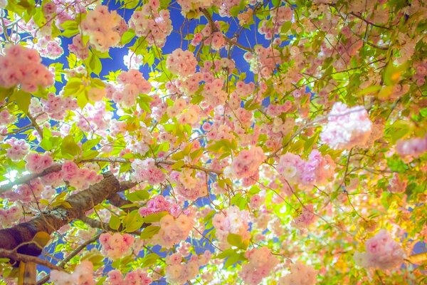 Fleurs de cerisier sur fond de ciel