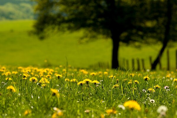 Dandelion meadow on a sunny day