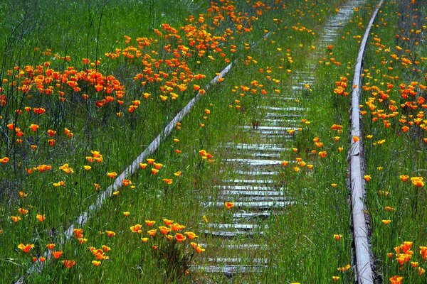 Flores de verano en el ferrocarril