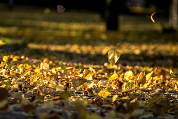 L automne est arrivé. La chute des feuilles a commencé