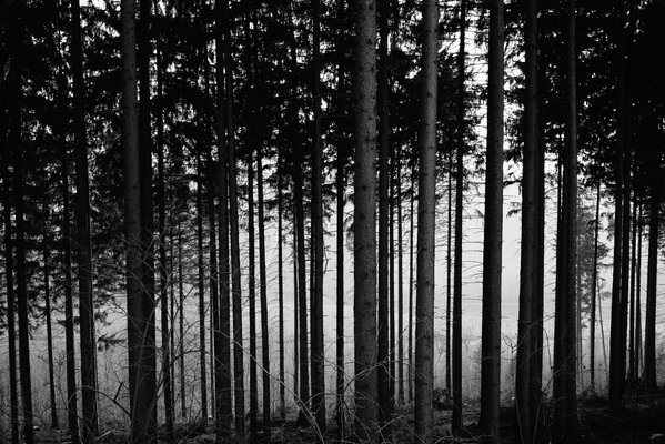 Schwarze und weiße Bäume im Herbstabend im Wald