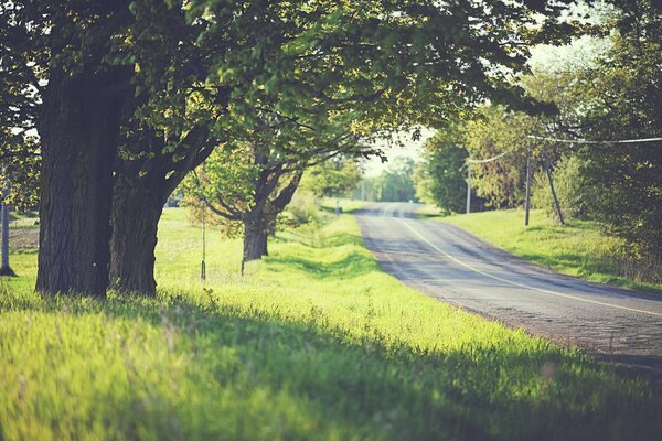 Alberi lungo la strada in una giornata estiva