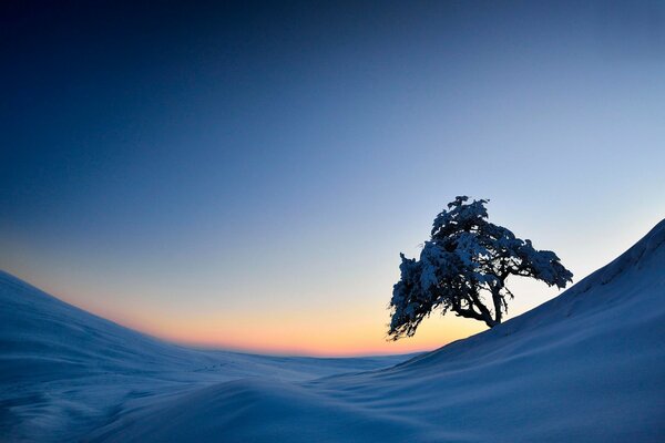 A lonely tree on the background of a snowy wasteland