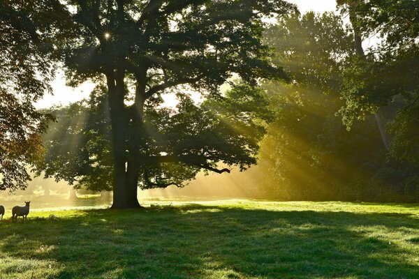 Pecore al pascolo nella foresta