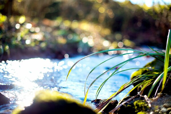 Brins d herbe sur la rive du ruisseau ensoleillé