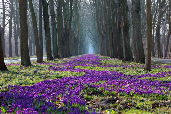 Natur, Frühlingspark mit nackten Bäumen und Krokusblüten