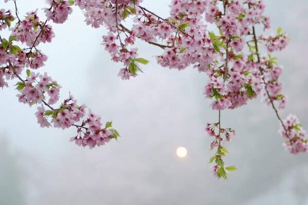 Zweige eines japanischen Baumes. Kirschblüten