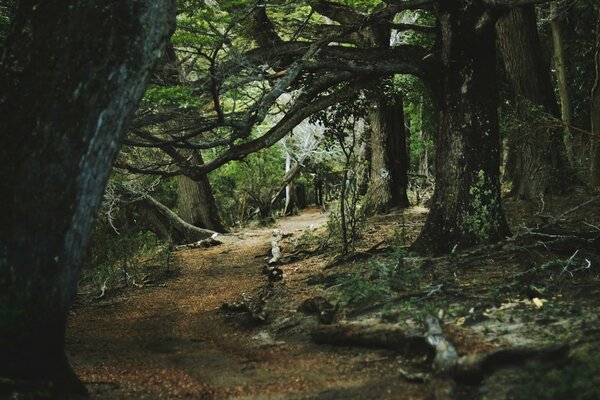 Wanderweg in einem düsteren, dunklen Wald